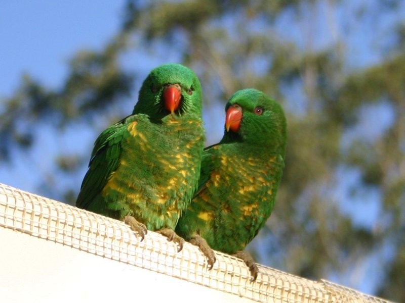 Limpinwood Lodge, 531  Zara Road, Limpinwood NSW 2484