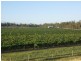 Jinghi Valley Vineyard, 196 Burrandowan Road, Jandowae QLD 4410