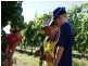 Jinghi Valley Vineyard, 196 Burrandowan Road, Jandowae QLD 4410