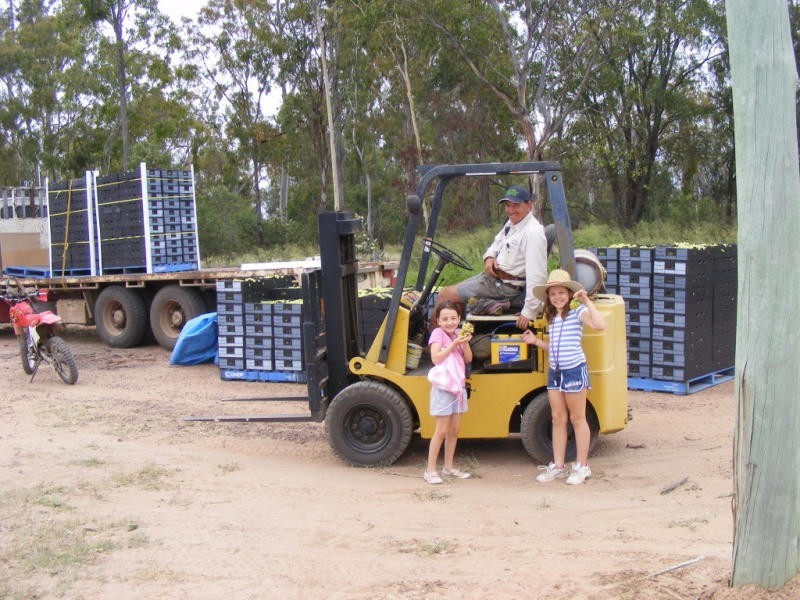 Jinghi Valley Vineyard, 196 Burrandowan Road, Jandowae QLD 4410