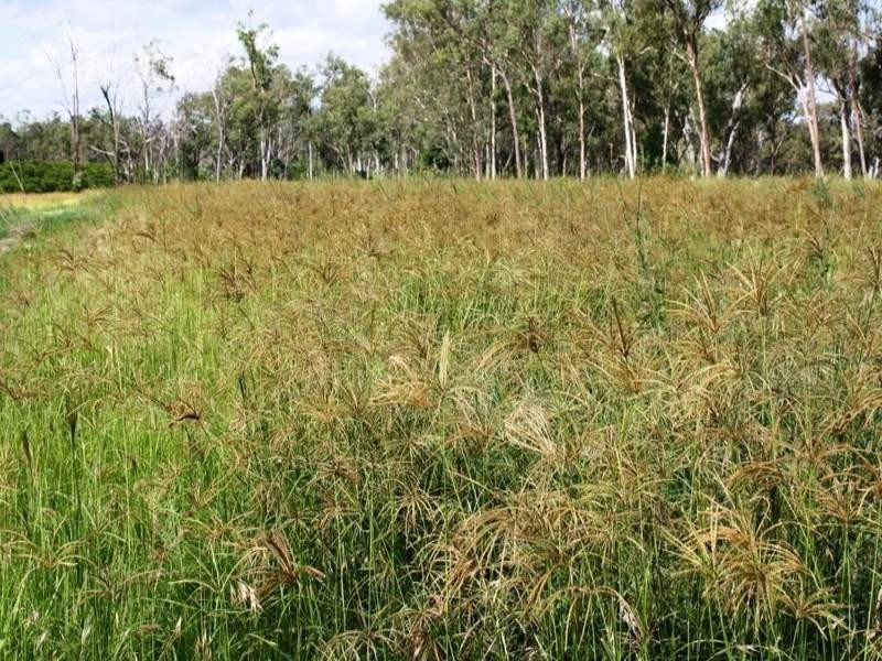 141 Coonambula Road, Mundubbera QLD 4626