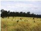 375 Allies Creek Road, Monogorilby QLD 4626