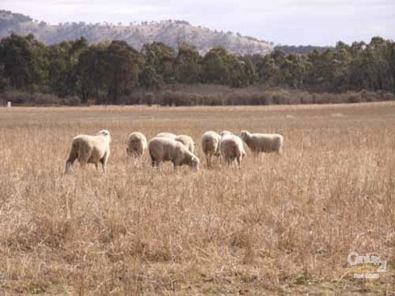 610 Carrot Farm Road, Deepwater NSW 2371