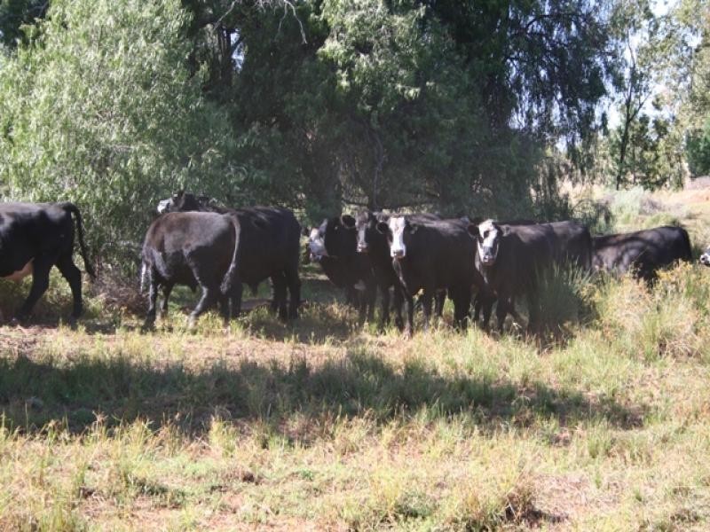 0 Roma Taroom Road, Roma QLD 4455