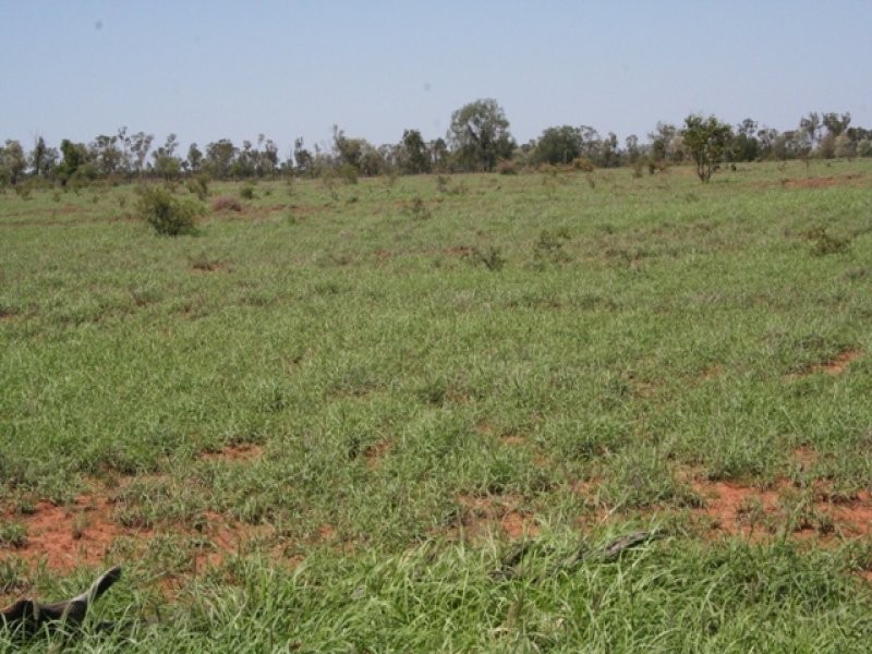 1 Araby, Roma QLD 4455