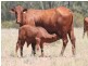 Wallumbilla QLD 4428