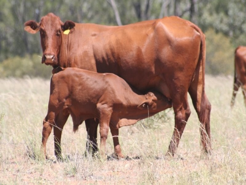 Wallumbilla QLD 4428