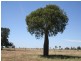 Wallumbilla QLD 4428
