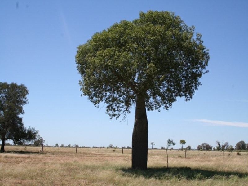 Wallumbilla QLD 4428