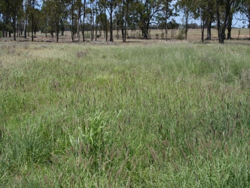Wallumbilla QLD 4428