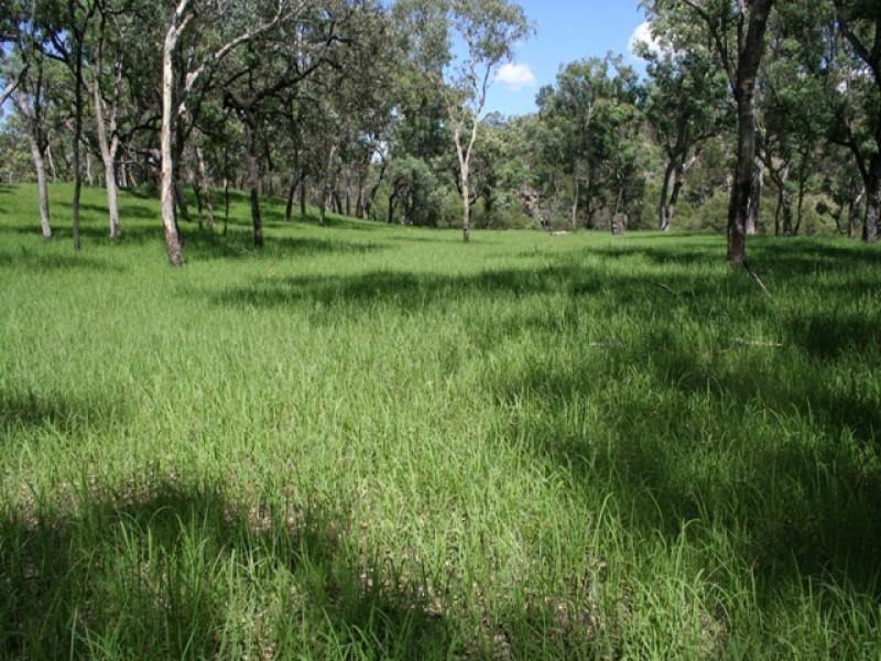 Warrong Injune, Injune QLD 4454