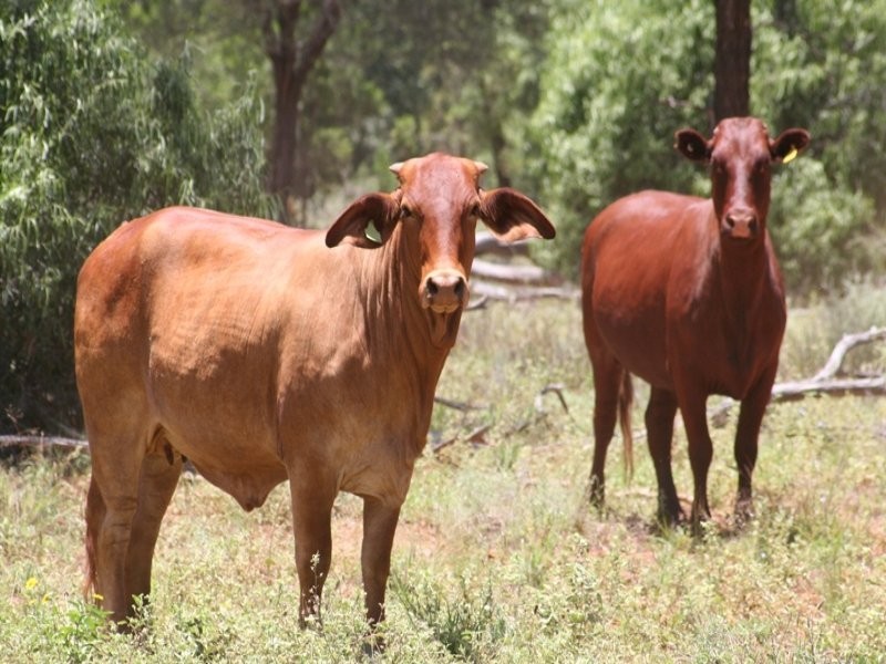 0 BUNDALLOCH, Bollon QLD 4488