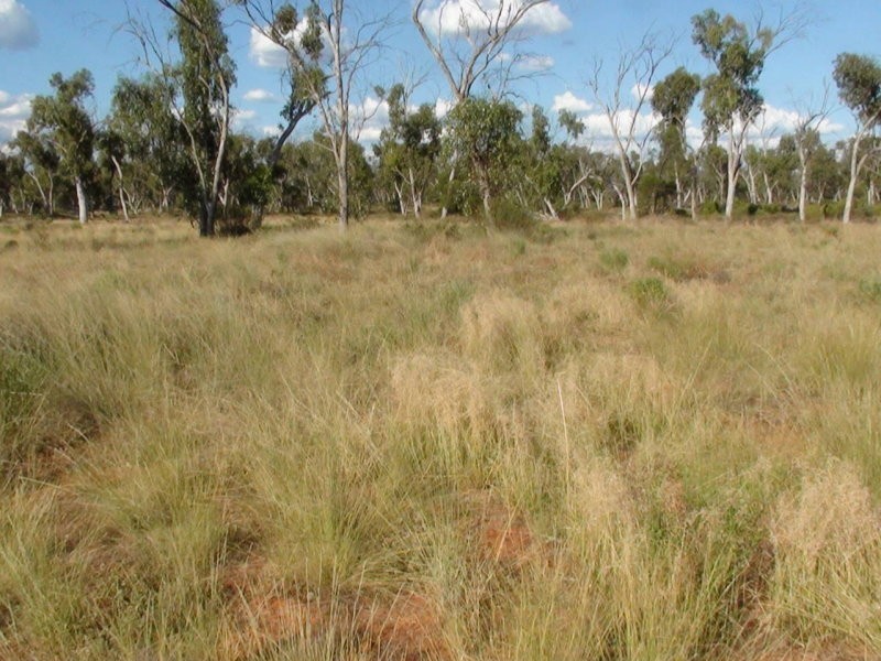 0 ALPHA STATION, Wyandra QLD 4489