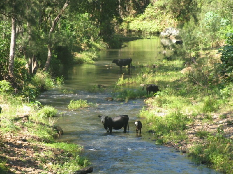 13 Satinwood Place, Chillingham NSW 2484