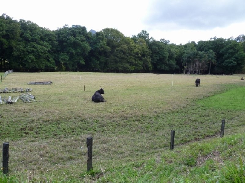 55 Rowlands Creek Road, Uki NSW 2484