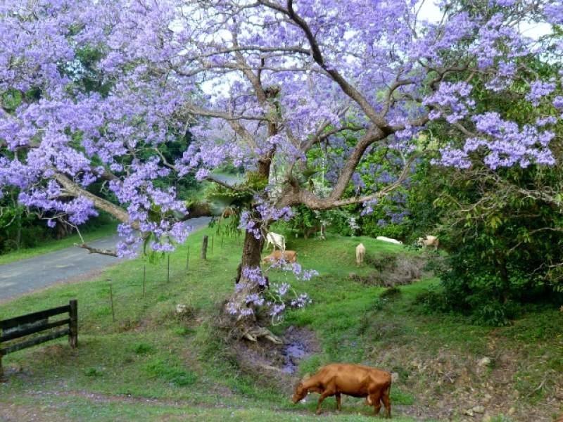 0 Clarrie Hall Dam Road, Uki NSW 2484