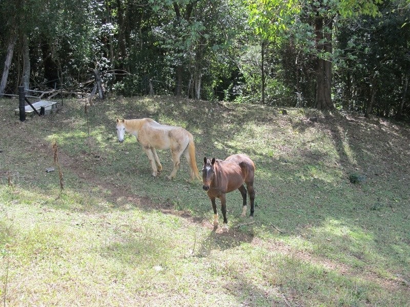 Lot 2 O’Reilly’s Road, Numinbah NSW 2484