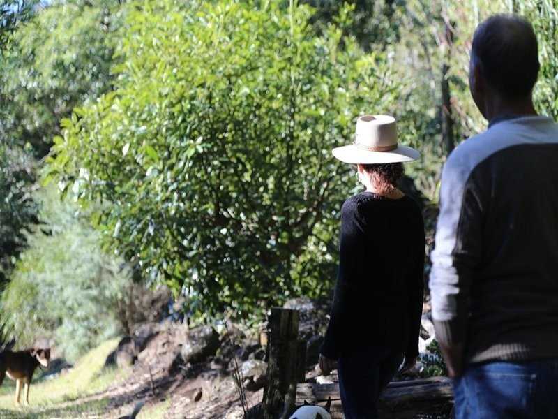 3537 Nerang Murwillumbah Road, Natural Bridge QLD 4211