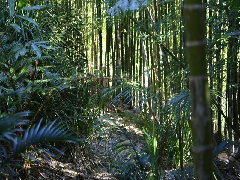 3537 Nerang Murwillumbah Road, Natural Bridge QLD 4211