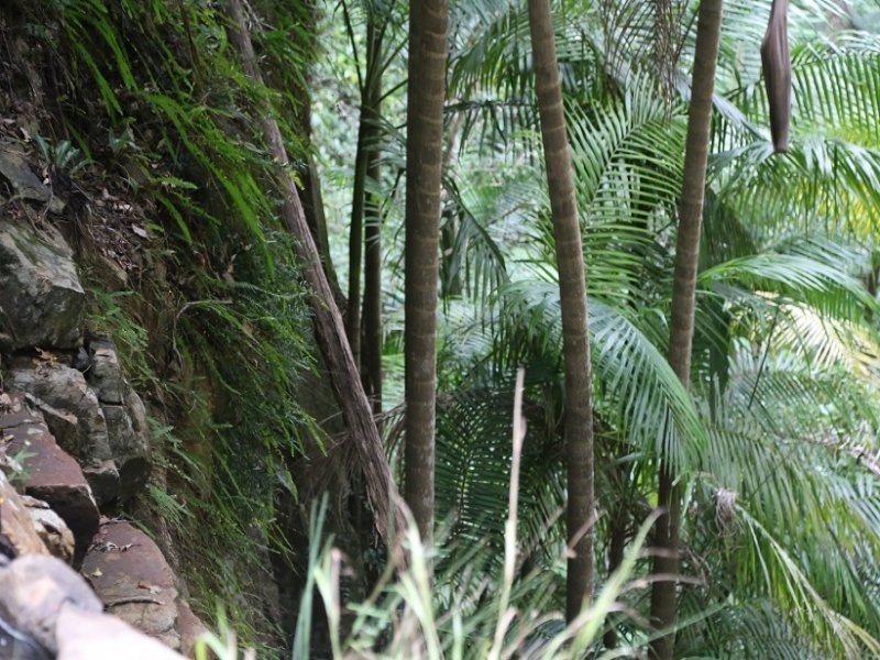 646 Hopkins Creek Road, Hopkins Creek NSW 2484