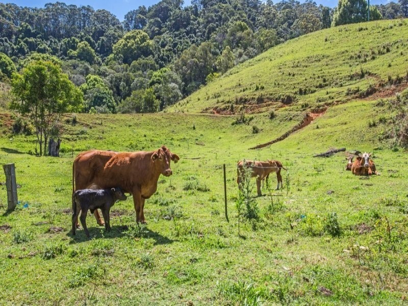 1039 Urliup Road, Murwillumbah NSW 2484