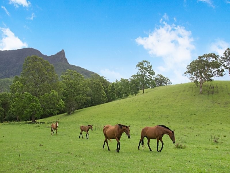 328 Back Creek Road, Tyalgum NSW 2484