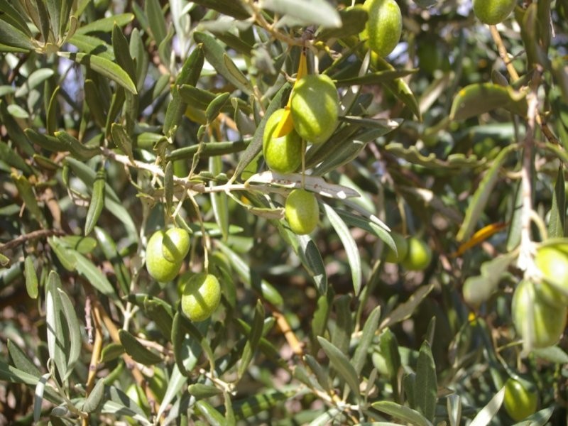 1620 Sobey Road, Kadina SA 5554