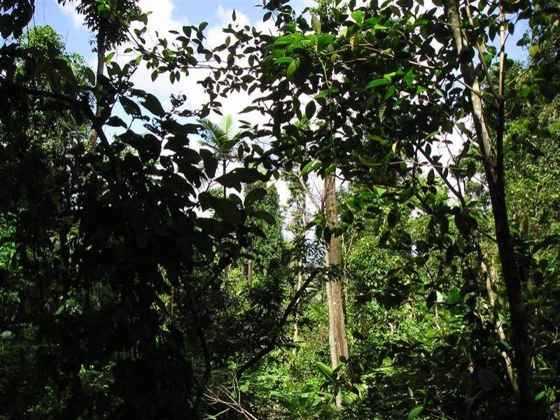 91 Christian Street, Babinda QLD 4861