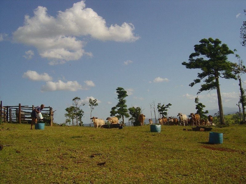 268 Nicholson Rd, Innisfail QLD 4860