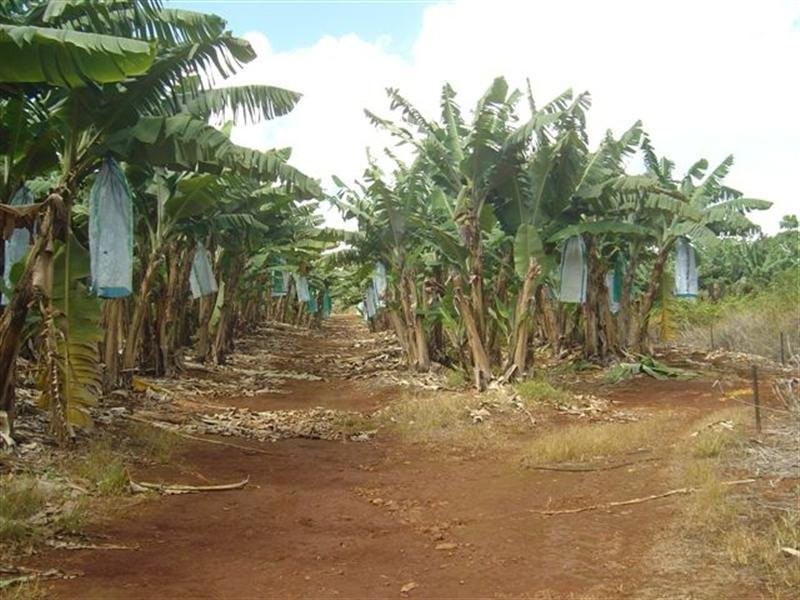 Lot 239 Dinner Creek Road, Garradunga QLD 4860