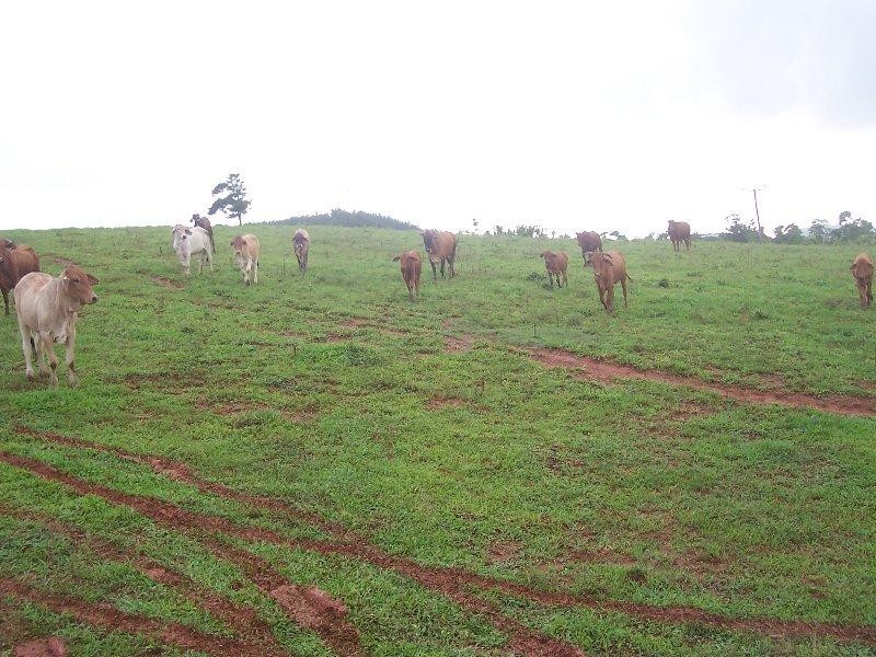 L73 Bruce Highway, Innisfail QLD 4860