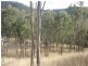 463 Charleys Gully Rd, Freestone QLD 4370