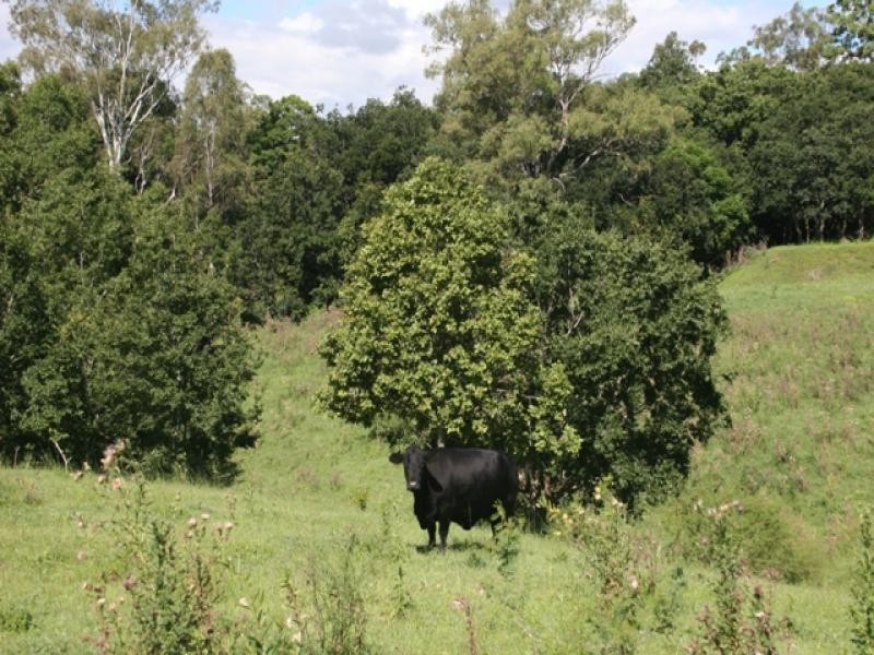 15 Burton Street, North Booval QLD 4304