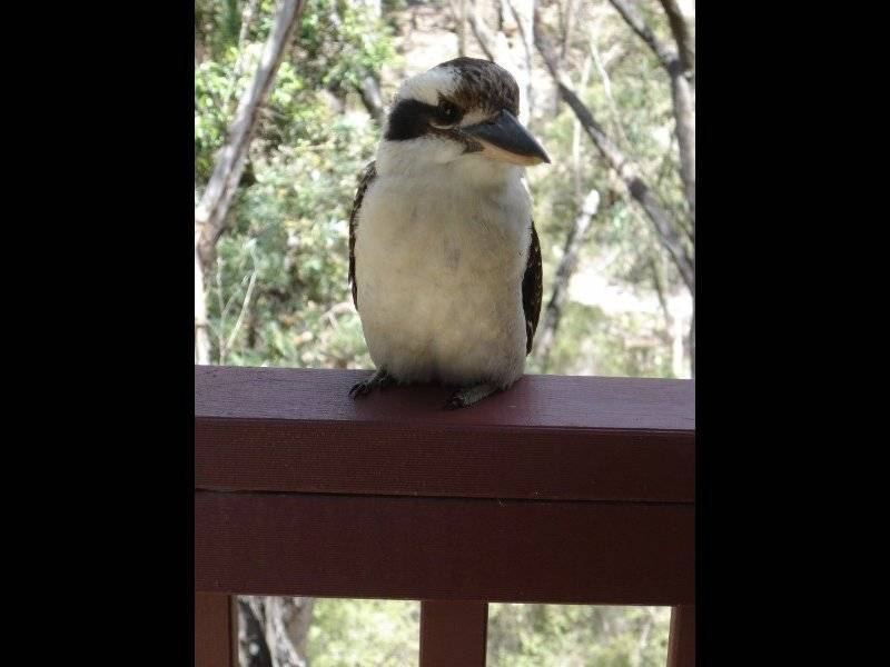 Dunbogan NSW 2443
