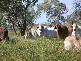 Muttaburra QLD 4732