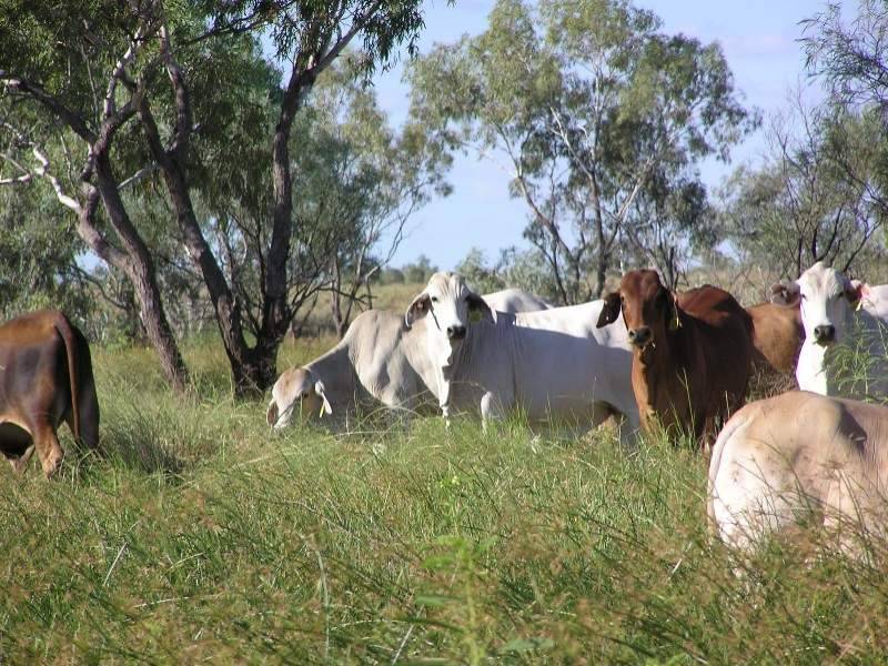 Muttaburra QLD 4732