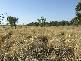 Muttaburra QLD 4732