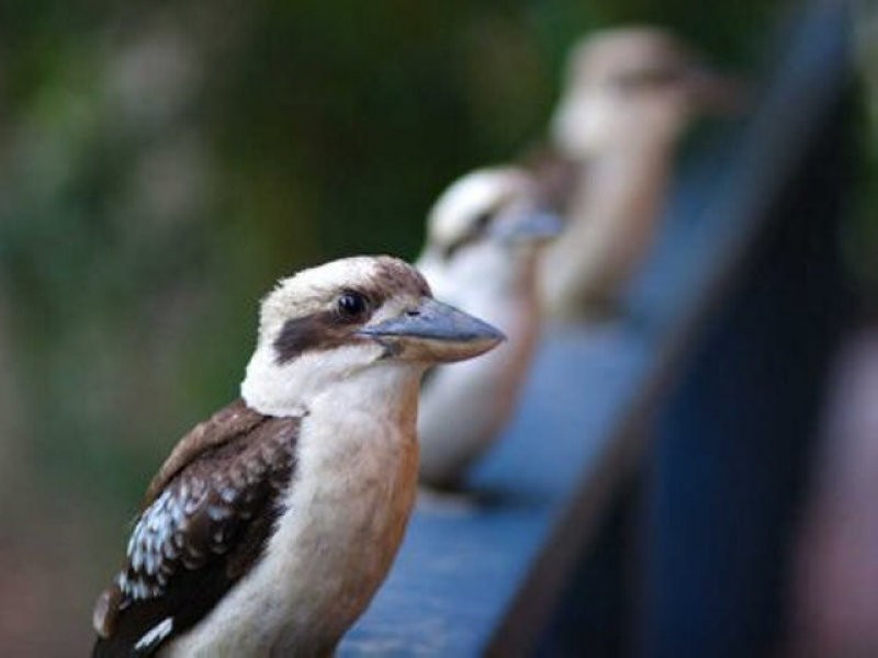 27 Toby Court, Palmwoods QLD 4555