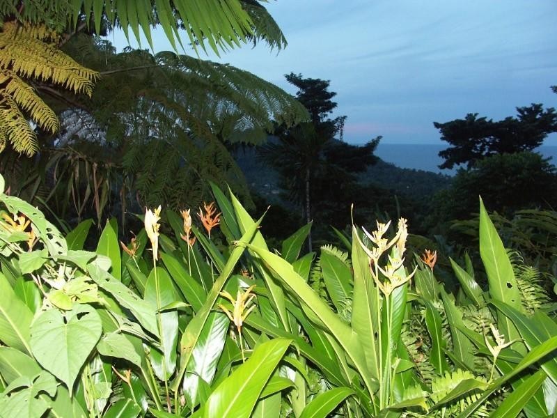 Mission Beach QLD 4852