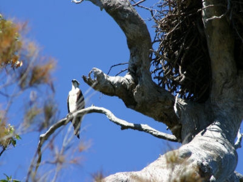 6 President Terrace, Macleay Island QLD 4184