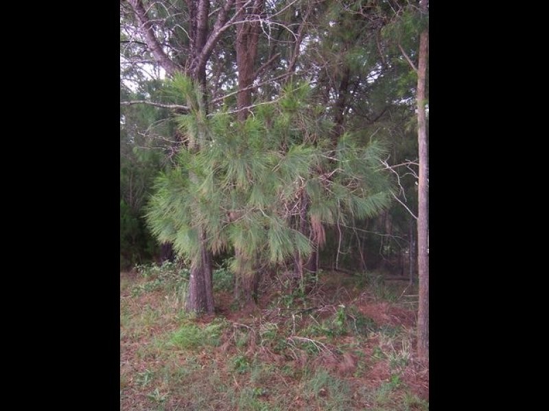 19 Natone Tce, Macleay Island QLD 4184