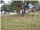 20 Udara Drive, Macleay Island QLD 4184
