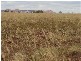 Stonehenge QLD 4730