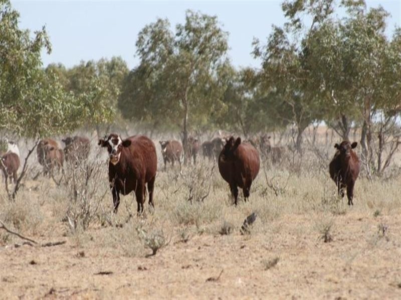 Birdsville QLD 4482