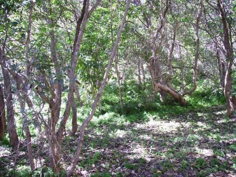 46 Samarinda Way, Point Lookout QLD 4183