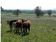 Lot 274 Aitken Lane, Parkes NSW 2870