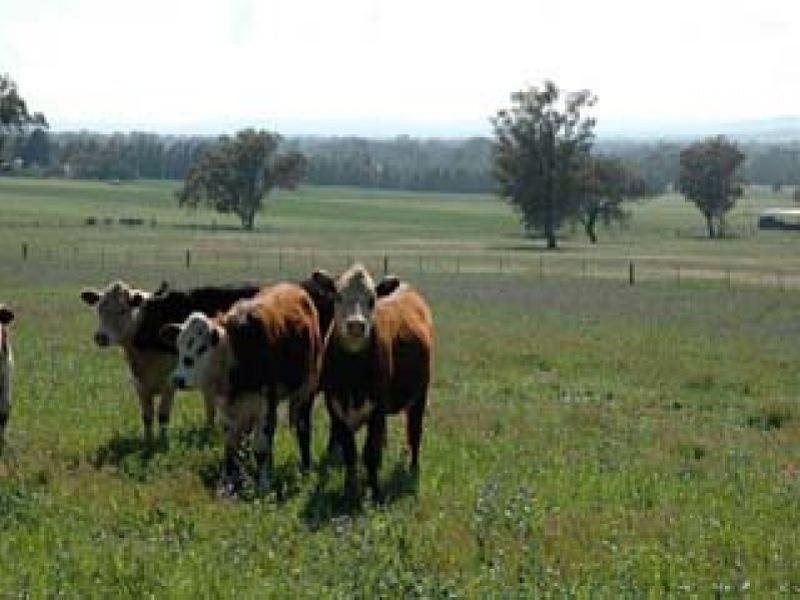 Lot 274 Aitken Lane, Parkes NSW 2870