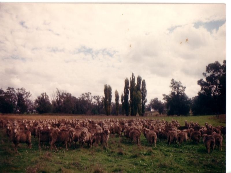 0 Cashmere Road, Parkes NSW 2870