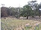 0 Cookamidgera Road, Cookamidgera NSW 2870