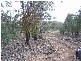 0 Cookamidgera Road, Cookamidgera NSW 2870
